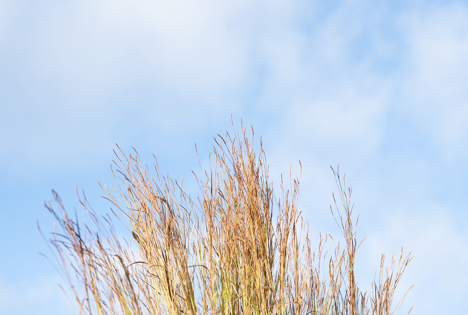 Image banner David Dhamarrandji